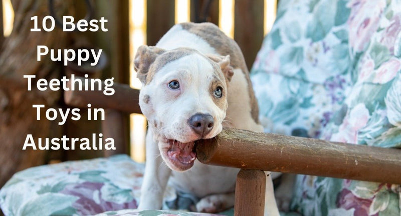 10 Best Puppy Teething Toys in Australia - Zach's Pet Shop