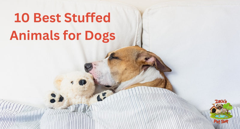 10 Best Stuffed Animals for Dogs at Zach's Pet Shop