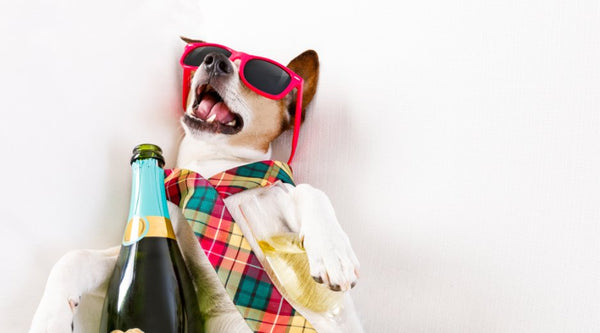 Best Wine Dog Toys That Your Pup Will Surely Enjoy - Zach's Pet Shop