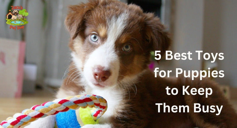 5 Best Toys for Puppies to Keep Them Busy - Zach's Pet Shop