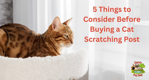 5 Things to Consider Before Buying a Cat Scratching Post - Zach's Pet Shop