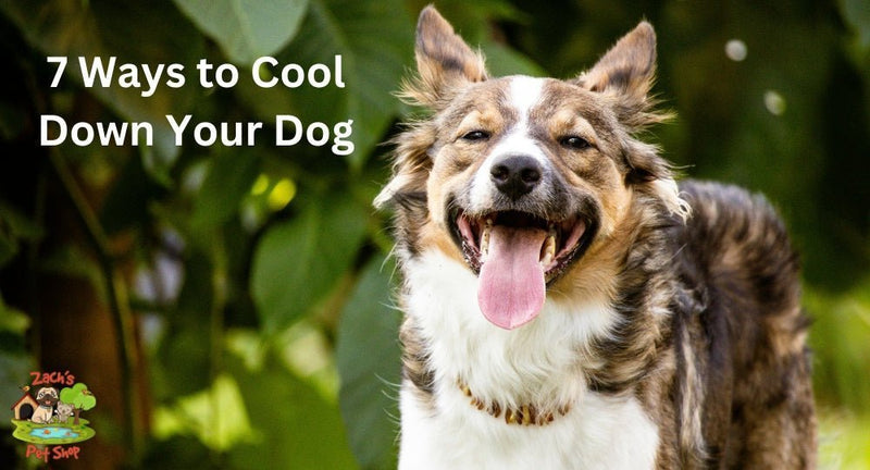7 Ways to Cool Down Your Dog: Signs Your Dog is Overheating - Zach's Pet Shop
