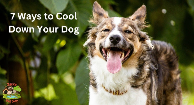 7 Ways to Cool Down Your Dog: Signs Your Dog is Overheating - Zach's Pet Shop