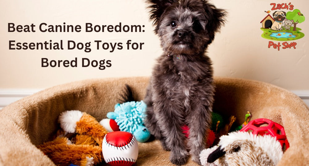 https://zachspetshop.com.au/cdn/shop/articles/Beat_Canine_Boredom-_Essential_Dog_Toys_for_Bored_Dogs.jpg?v=1693824219