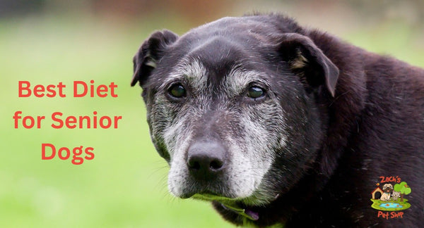 Best Diet for Senior Dogs: A Guide to Healthy Aging