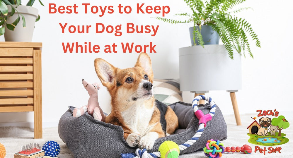 Best Toys to Keep Dog Busy While at Work - Zach's Pet Shop