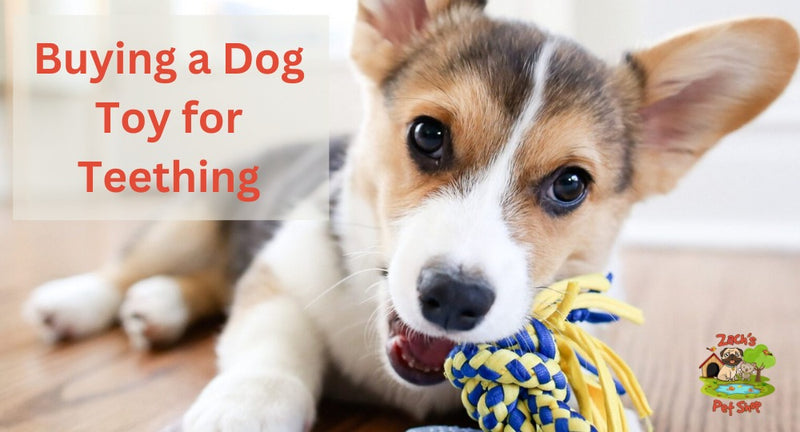 Puppy Guide: Buying a Dog Toy for Teething