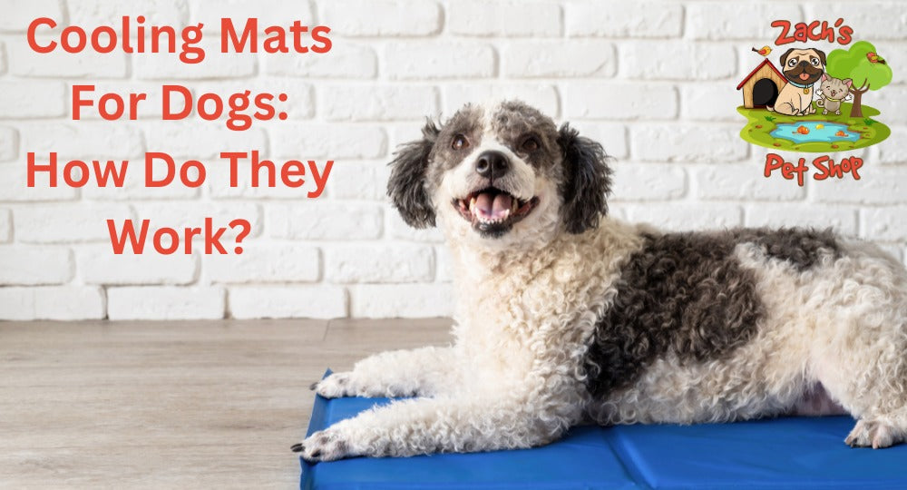 Cooling Mat For Dogs How Do They Work? - Zach's Pet Shop