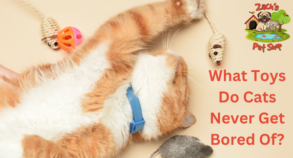 Discover: What Toys Do Cats Never Get Bored Of?