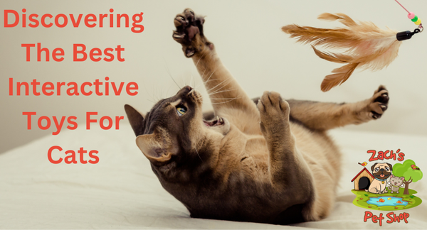 Discovering The Best Interactive Toys For Cats