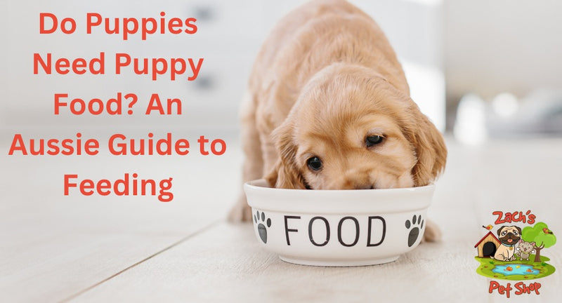 Do Puppies Need Puppy Food? An Aussie Guide to Feeding