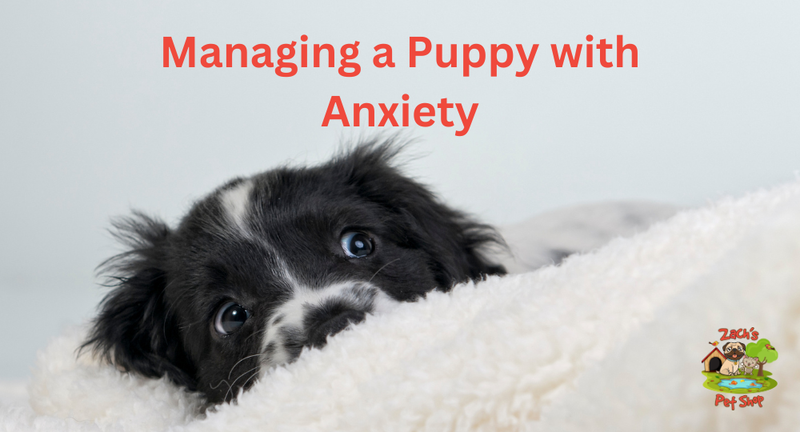 Managing a Puppy with Anxiety: Proven Strategies and Tips