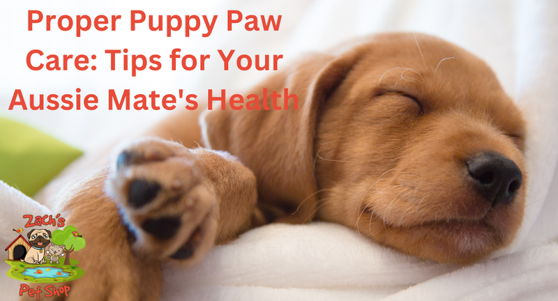 Proper Puppy Paw Care: Tips for Your Aussie Mate's Health