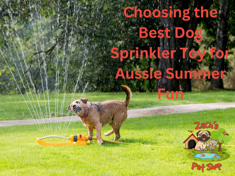 Choosing the Best Dog Sprinkler Toy for Aussie Summer Fun