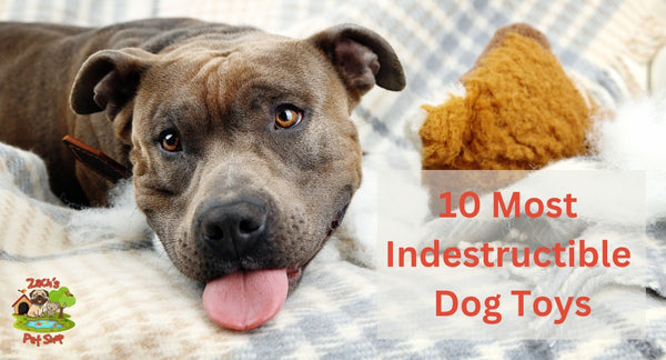 What are the Ten Most Indestructible Dog Toys?