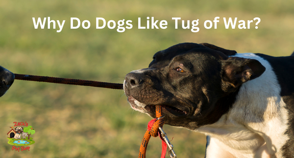 Why Do Dogs Like Tug of War? More Than Just a Game