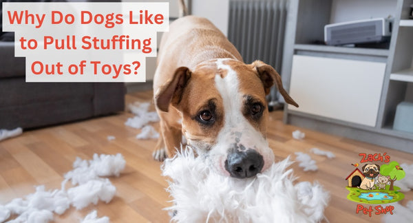 Why Do Dogs Like to Pull Stuffing Out of Toys?