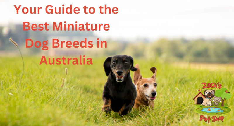 Your Guide to the Best Miniature Dog Breeds in Australia