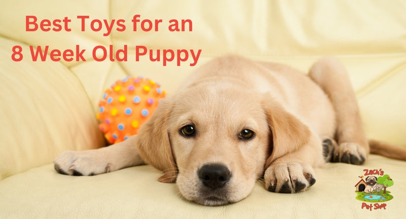 Zach's Pet Shop Guide: Best Toys for 8 Week Old Puppy