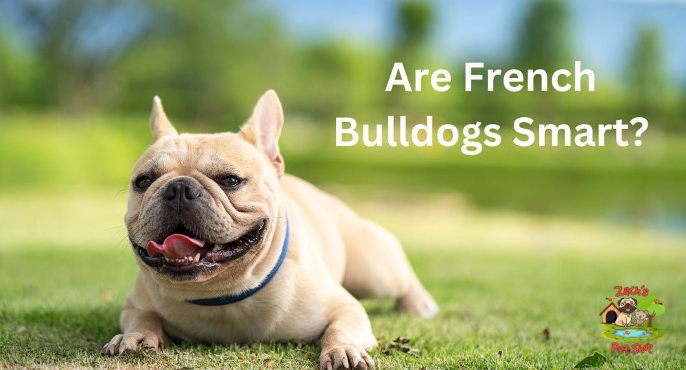 Are French Bulldogs Smart? Exploring Frenchie Intelligence - Zach's Pet ...