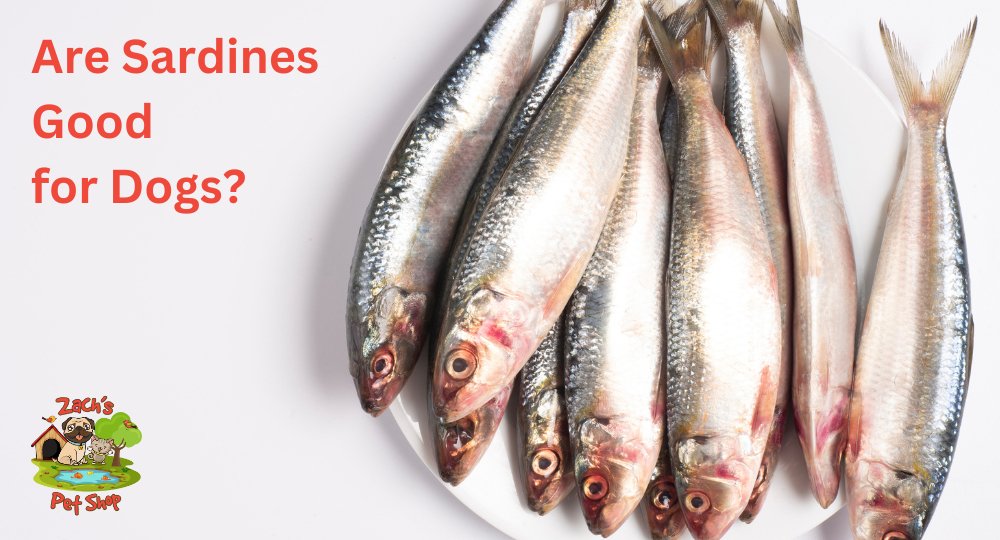 Are Sardines Good for Dogs Nutritional Benefits and Tips Zach s Pet Shop