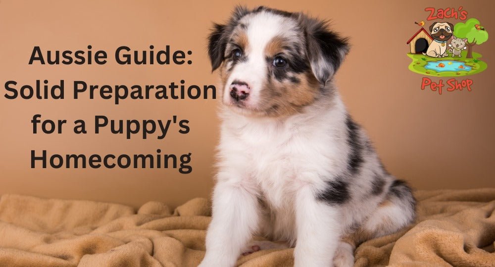 Aussie Guide Solid Preparation for a Puppy s Homecoming Zach s Pet Shop