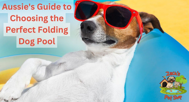 Aussie's Guide to Choosing the Perfect Folding Dog Pool - Zach's Pet Shop