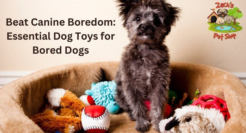 What to Do With Old Dog Toys: Creative Ideas to Repurpose Them