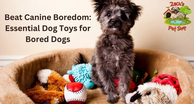 Beat Canine Boredom: Essential Dog Toys for Bored Dogs - Zach's Pet Shop