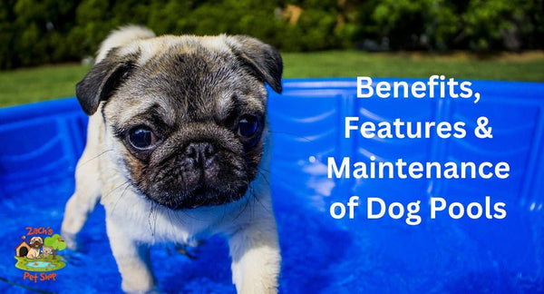 Benefits, Features and Maintenance of Dog Pools - Zach's Pet Shop