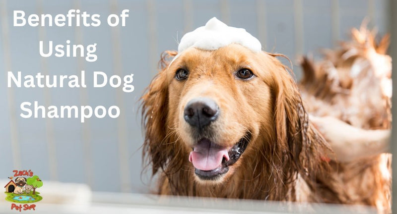 Benefits of Using Natural Dog Shampoo: Why It’s Better for Your Pet’s Skin - Zach's Pet Shop