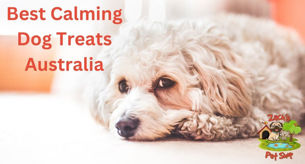 Best Calming Dog Treats Australia: A Guide - Zach's Pet Shop