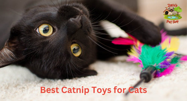 Best Catnip Toys for Cats: Top Picks and Tips - Zach's Pet Shop