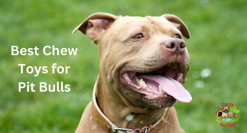 Best Chew Toys for Pit Bulls An Aussie Pet Owner s Guide Zach s Pet Shop