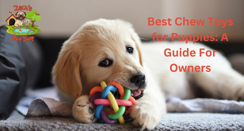 Best Chew Toys for Puppies: A Guide For Owners - Zach's Pet Shop