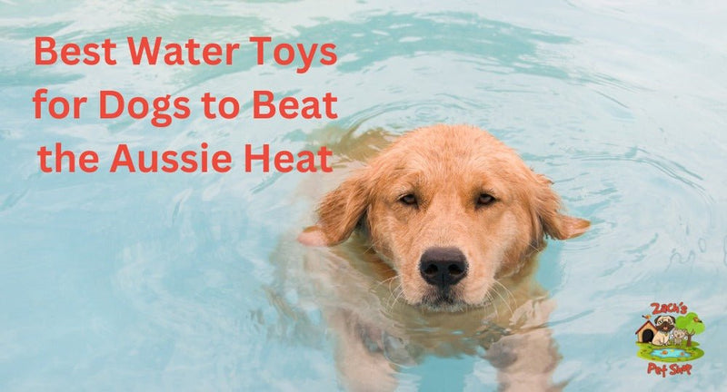 Best Water Toys for Dogs to Beat the Aussie Heat - Zach's Pet Shop