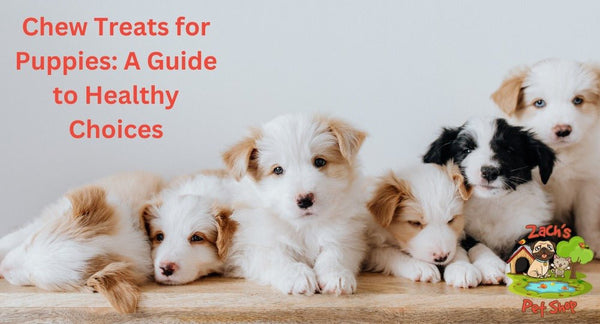 Chew Treats for Puppies: A Guide to Healthy Choices - Zach's Pet Shop