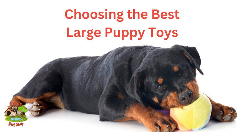 Choosing the Best Large Puppy Toys for Your Growing Pet - Zach's Pet Shop