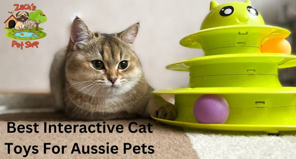 Discover the Best Interactive Cat Toys for Aussie Pets - Zach's Pet Shop