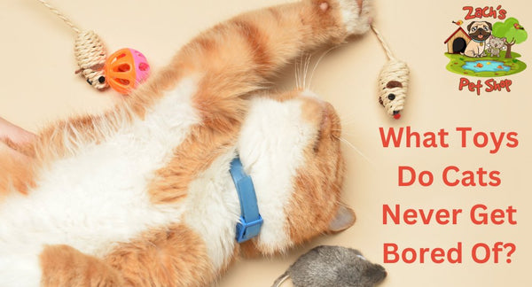 What Toys Do Cats Never Get Bored Of? - Zach's Pet Shop