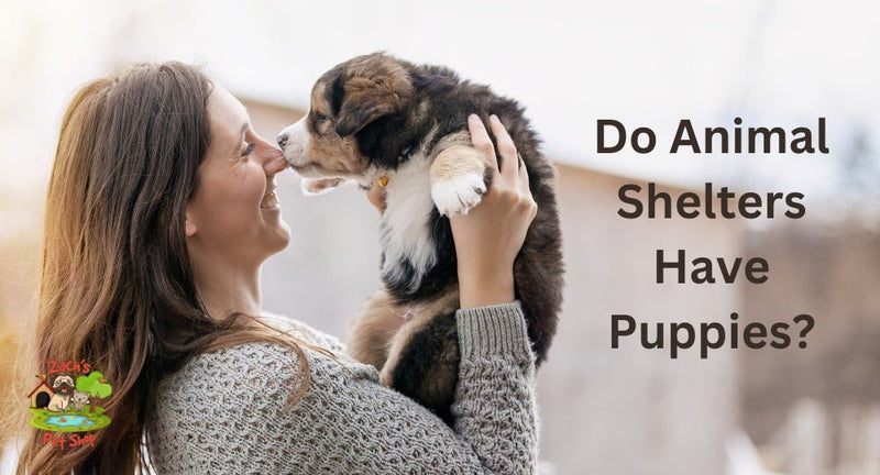 Do Animal Shelters Have Puppies? Aussie Adoption Guide - Zach's Pet Shop