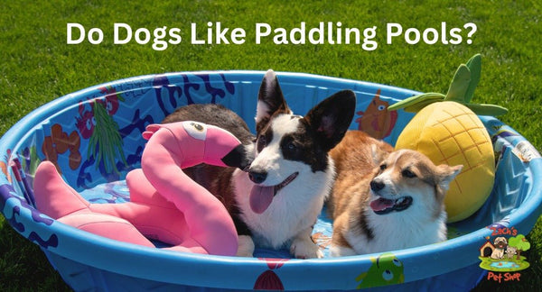 Do Dogs Like Paddling Pools? An Aussie Pet Owner's Guide - Zach's Pet Shop