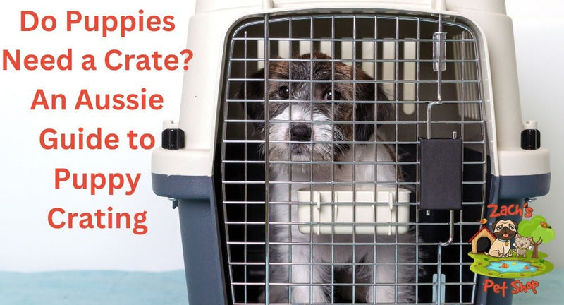 Do Puppies Need a Crate? An Aussie Guide to Puppy Crating - Zach's Pet Shop