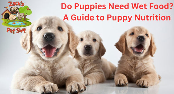 Do Puppies Need Wet Food? A Guide to Puppy Nutrition - Zach's Pet Shop