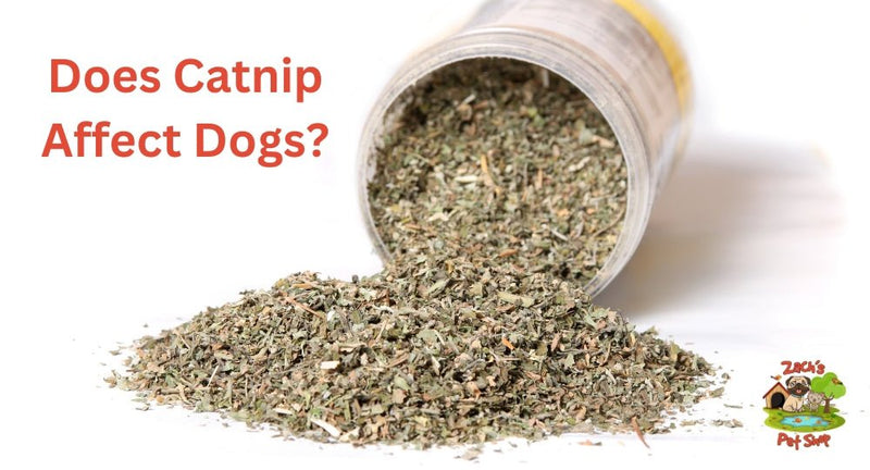 Dogs and catnip hotsell