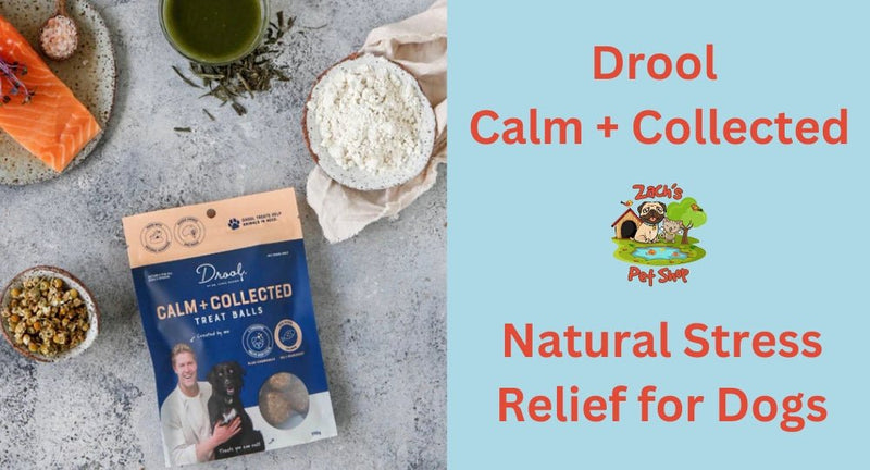 Drool Calm and Collected: Natural Stress Relief for Dogs - Zach's Pet Shop