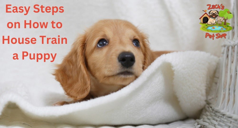 Quickest way to house train a puppy best sale