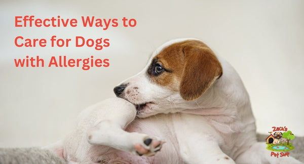 Effective Ways to Care for Dogs with Allergies - Zach's Pet Shop