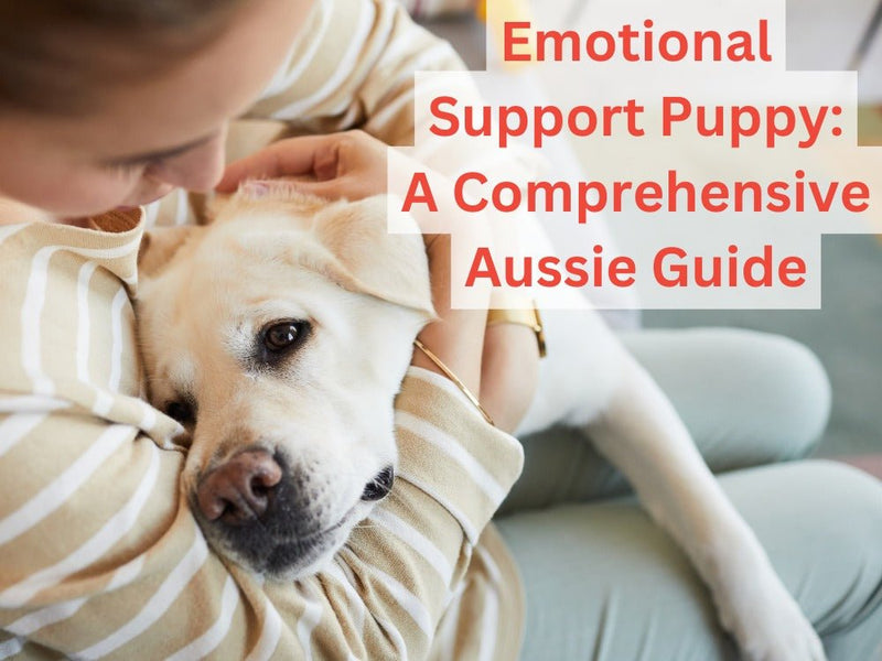 Emotional Support Puppy: A Comprehensive Aussie Guide - Zach's Pet Shop