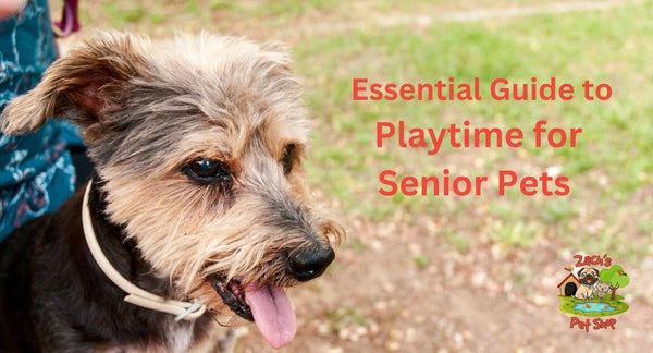 Essential Guide to Playtime for Senior Pets - Zach's Pet Shop